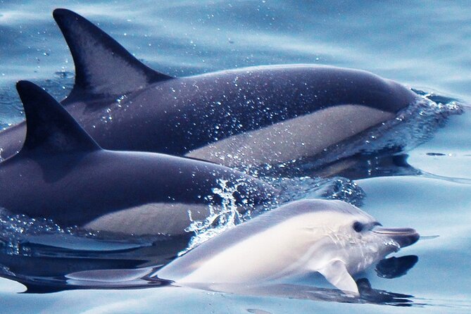 Dolphin-Watching in Marina de Lagos - Wild Dolphins, Fast Water, and Real-Time Spotting From Lagos