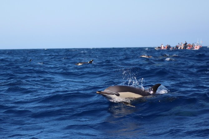 Dolphin-Watching in Marina de Lagos - The Speedboat Ride: Views Are Great, But It Feels Like a Real Ocean Trip