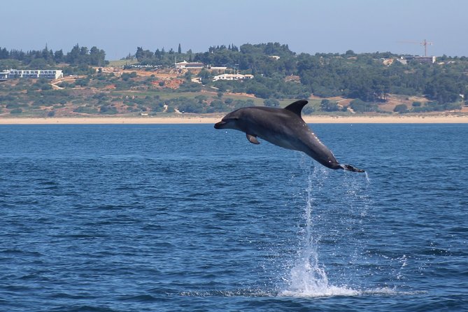 Dolphin-Watching in Marina de Lagos - What Dolphins You Might See, and Why That Matters