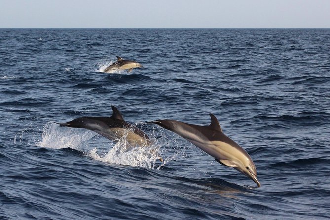 Dolphin-Watching in Marina de Lagos - The Crew Factor: 30+ Years Aimed at One Goal, Not a Script
