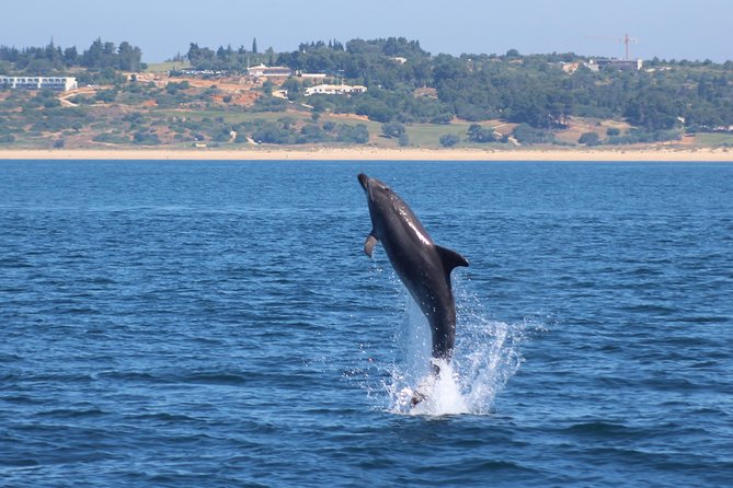 Dolphin-Watching in Marina de Lagos - Small Group Size Means More Calm On Board