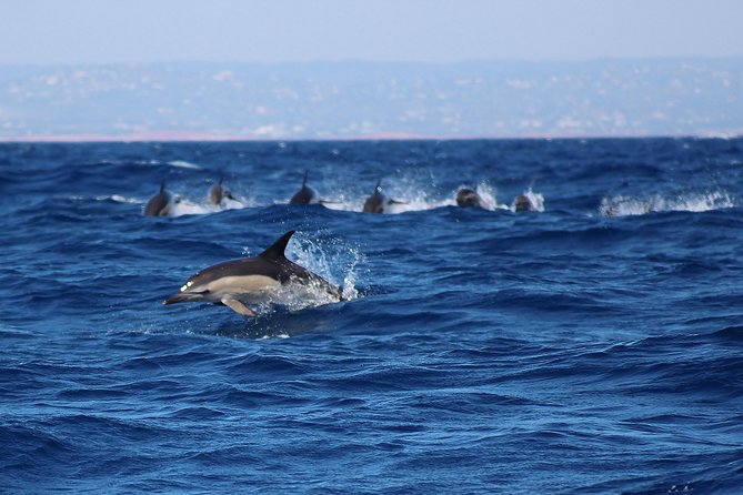 Dolphin-Watching in Marina de Lagos - What’s Included, What You Pay Extra For, and How to Pack