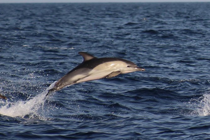 Dolphin-Watching in Marina de Lagos - Where You Start and How to Not Lose the Best Views