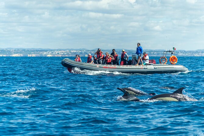 Dolphins & Caves on Rib Boat - Key points to know before you book