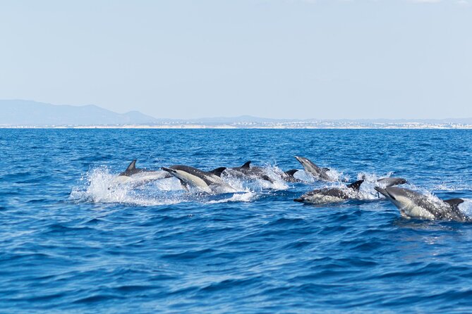 Dolphins & Caves on Rib Boat - Why a RIB boat route beats walking the Algarve coast
