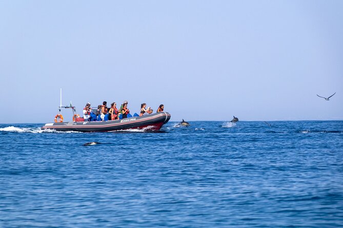 Dolphins & Caves on Rib Boat - How the RIB ride feels in real life, waves and all