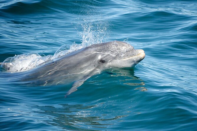 Dolphins & Caves on Rib Boat - Who this tour is best for in Albufeira