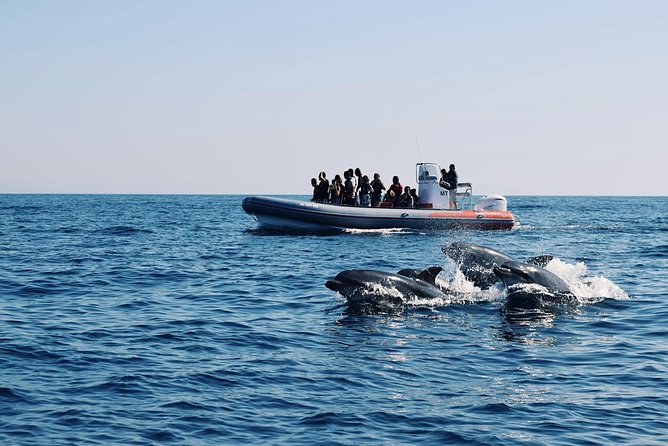 Dolphins Search and Benagil Caves from Albufeira - Quick Hits Before You Go
