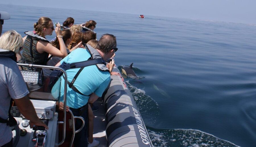 Dolphins Watching - Portimão - Tips I’d Use to Get the Best Experience