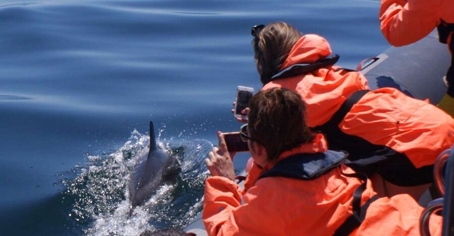 Dolphins Watching - Portimão - Why Dolphin Watching Off Portimão Feels Worth Your Time