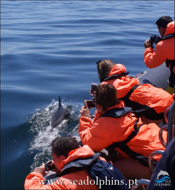 Dolphins Watching - Portimão - Praia da Rocha: The Dolphin Watching Session
