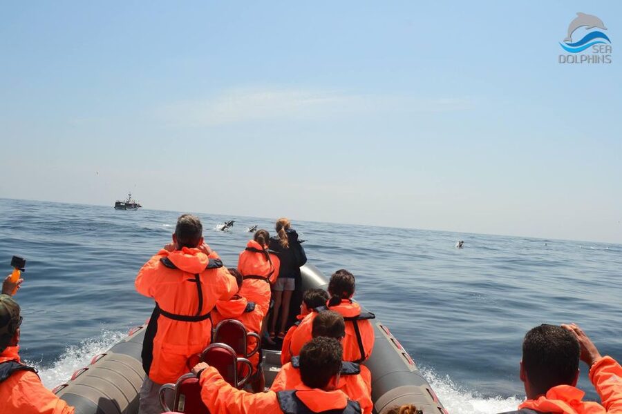 Dolphins Watching - Portimão - What’s Included, What’s Not, and What You Should Bring