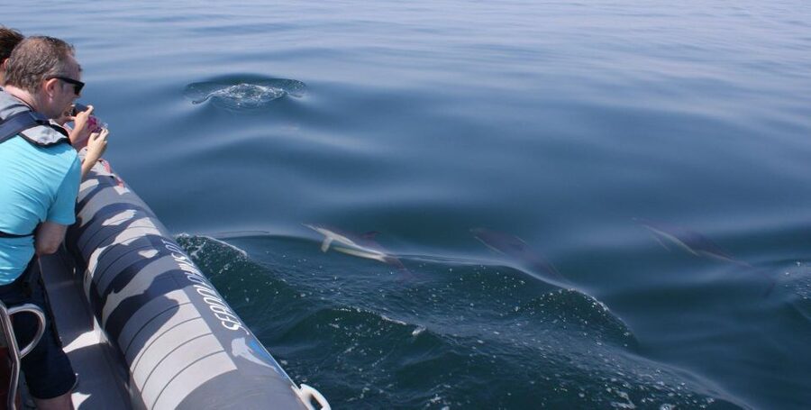 Dolphins Watching - Portimão - The Crew, the Safety Mindset, and How the Trip Feels