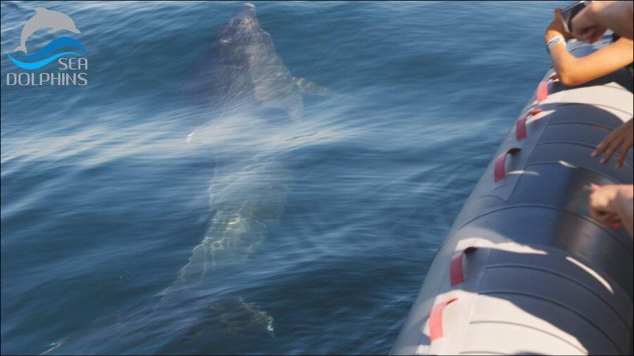 Dolphins Watching - Portimão - Who This Trip Suits Best (And Who Should Skip It)