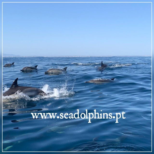 Dolphins Watching - Portimão - Getting Started at Seadolphins, Quiosque N.º 11