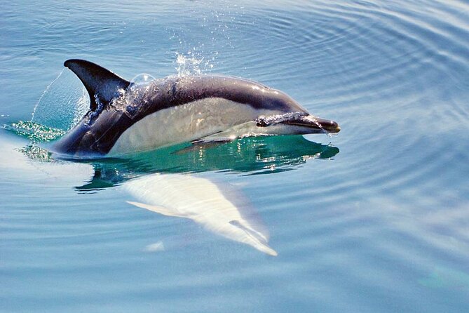Dreamer Cave and Dolphins Boat Tour Ticket Albufeira - Price and value: is $42.14 worth it?