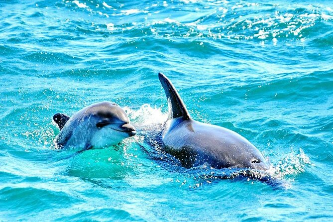 Dreamer Cave and Dolphins Boat Tour Ticket Albufeira - Stop 1 at Albufeira Marina: get on board and let the coast roll by