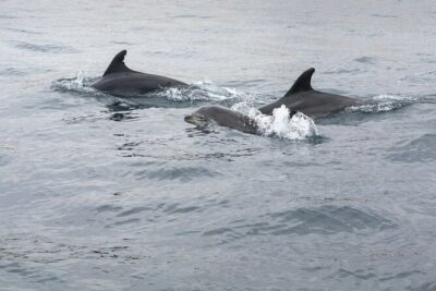 Dreamer Cave and Dolphins Boat Tour with Transport from Albufeira
