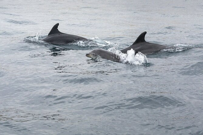 Dreamer Cave and Dolphins Boat Tour with Transport from Albufeira - Carvoeiro Stop: Following the Coast to Rock Formations by the Beach