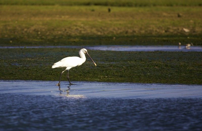 Faro Bike Tour through the Beautiful Ria Formosa - Praia de Faro break: drink, relax, and choose whether to swim