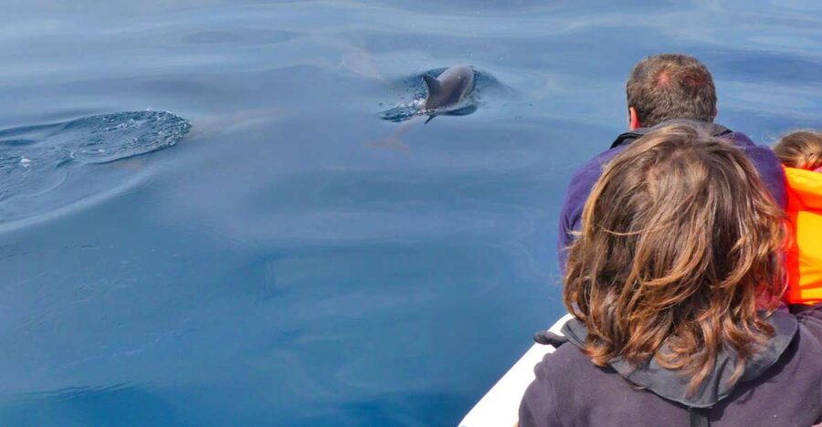 Faro: Dolphin and Wildlife Watching in the Atlantic Ocean - Key Things That Make This Tour Work