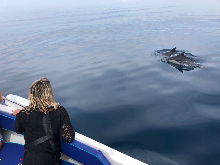 Faro: Dolphin and Wildlife Watching in the Atlantic Ocean - From Faro Harbor to the Atlantic: What the Cruise Feels Like