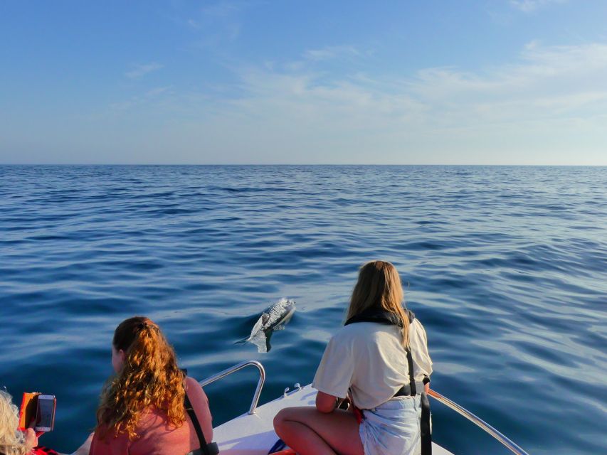 Faro: Dolphin and Wildlife Watching in the Atlantic Ocean - The Dolphin Watching Rules That Make the Experience Better