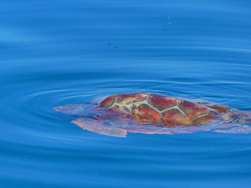 Faro: Dolphin and Wildlife Watching in the Atlantic Ocean - More Than Cetaceans: Birds, Sharks, Turtles, and Fish