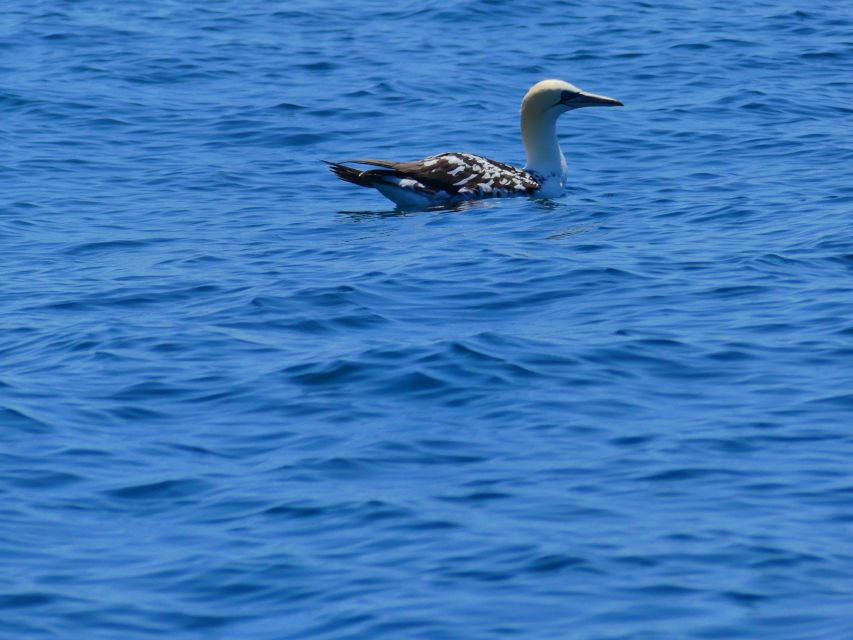 Faro: Dolphin and Wildlife Watching in the Atlantic Ocean - Who Runs the Boat: Marine Biologists and Clear On-Board Teaching