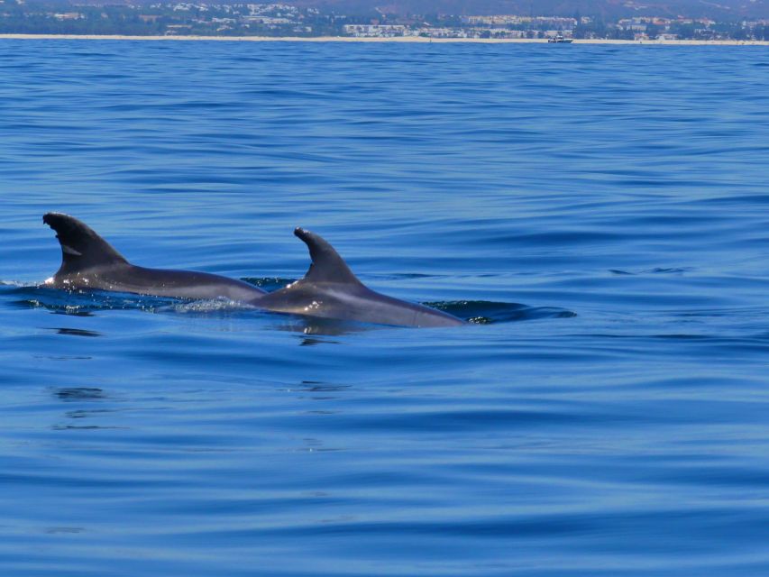 Faro: Dolphin and Wildlife Watching in the Atlantic Ocean - Price and Value: Is $76 a Good Deal?