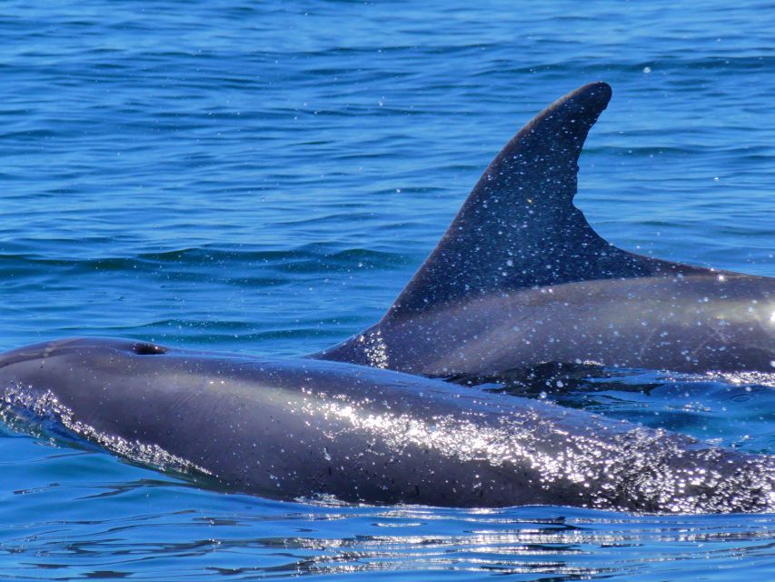 Faro: Dolphin and Wildlife Watching in the Atlantic Ocean - What to Bring for Wind, Spray, and Real Ocean Time