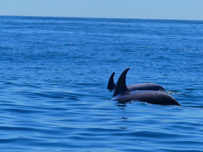 Faro: Dolphin and Wildlife Watching in the Atlantic Ocean - What You’re Really Looking For: Dolphins, Porpoises, Whales, and Orcas