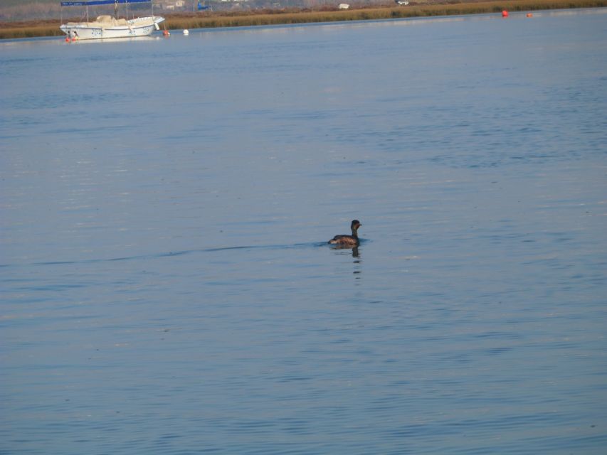 Faro: Eco-Friendly Ria Formosa Bird Watching in Solar Boat - Key Things I’d Put on Your Radar