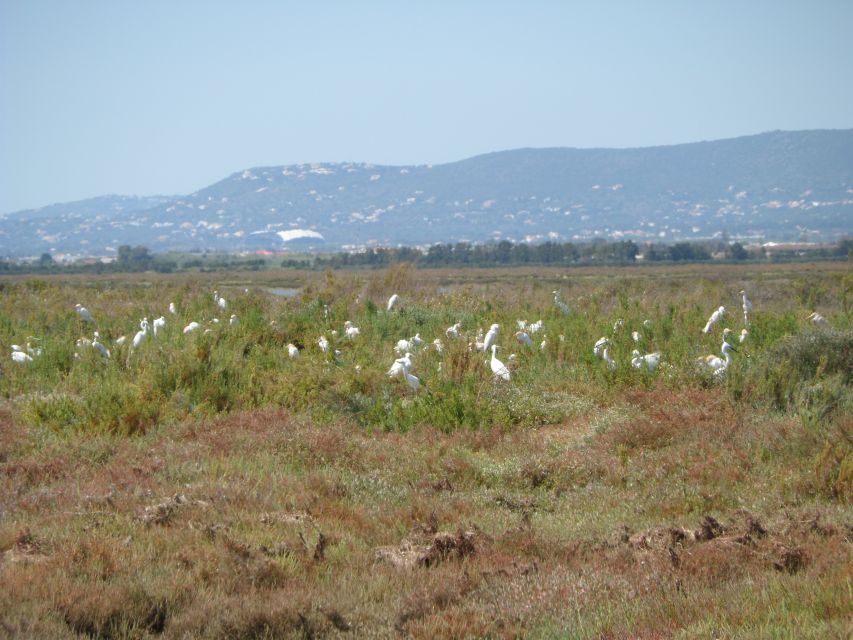 Faro: Eco-Friendly Ria Formosa Bird Watching in Solar Boat - Price Value: What $47 Buys You in Faro