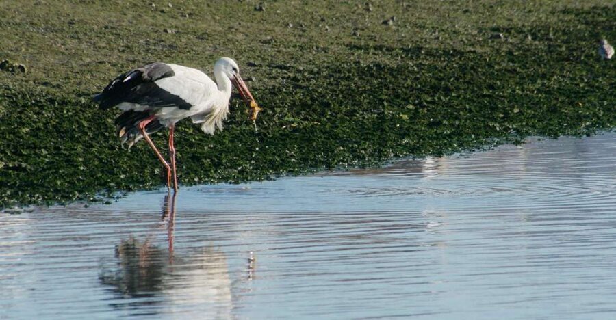 Faro: Eco-Friendly Ria Formosa Bird Watching in Solar Boat - Why Ria Formosa Birding Feels Different From Usual Wetland Tours