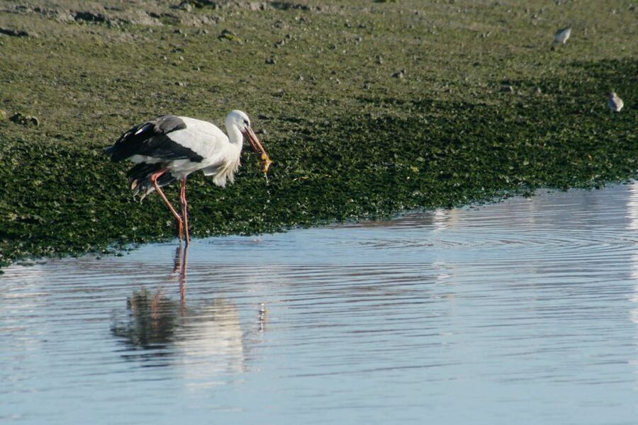 Faro: Eco-Friendly Ria Formosa Bird Watching in Solar Boat - Rua da Porta Nova Meeting Spot: How to Start Smoothly