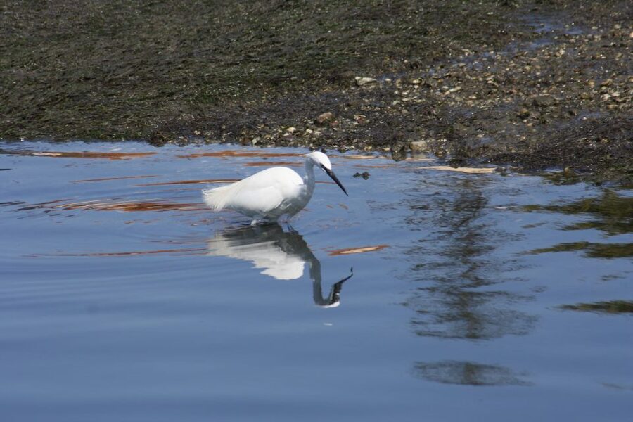 Faro: Eco-Friendly Ria Formosa Bird Watching in Solar Boat - A 2-Hour Flow You Can Follow: Guided Viewing, Then a Return Ride