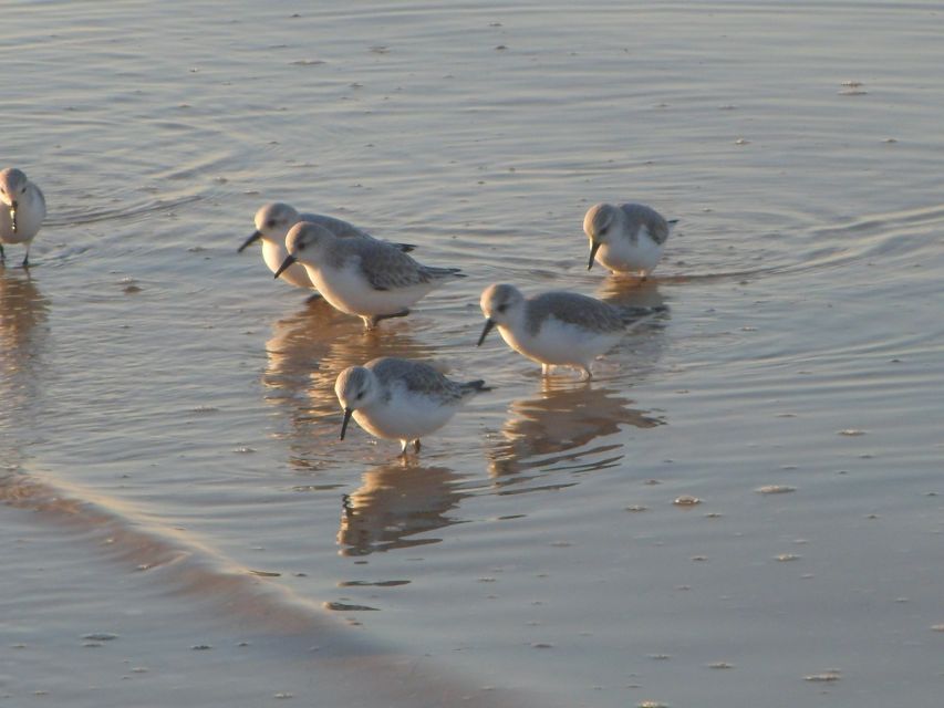 Faro: Eco-Friendly Ria Formosa Bird Watching in Solar Boat - Parque Natural da Ria Formosa: How the Tide Turns the Wetlands Into a Bird Map