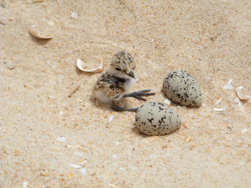 Faro: Eco-Friendly Ria Formosa Bird Watching in Solar Boat - Nests, Hunting, and the Food Web in Action
