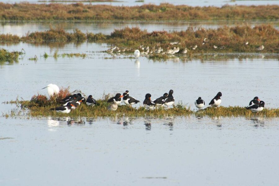Faro: Eco-Friendly Ria Formosa Bird Watching in Solar Boat - What to Bring for a Comfortable, Productive Birding Window