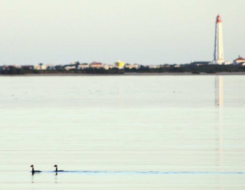 Faro: Pudim Real Boat Tours 6h guided boat tour Ria Formosa - Nature park reality check: wildlife viewing without guarantees