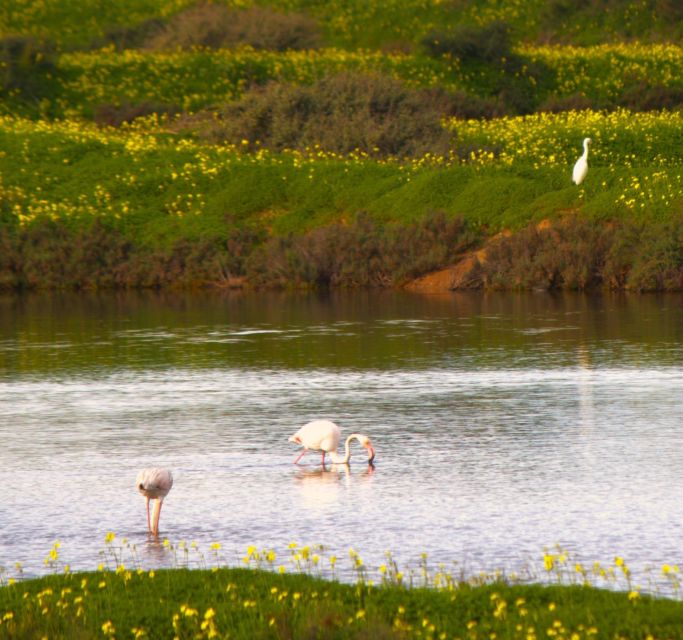 Faro: Pudim Real Boat Tours 6h guided boat tour Ria Formosa - Your morning start: departure, safety, and what you’re learning first
