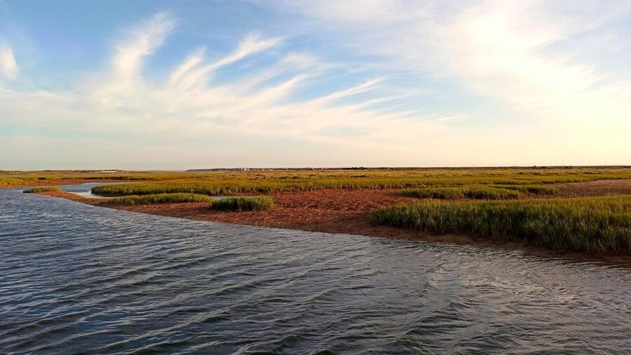 Faro: Ria Formosa Boat Tour - Bird spotting reality check: how to maximize your chances