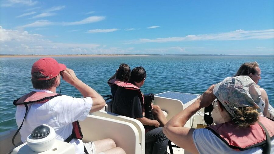 Faro: Ria Formosa Eco Birdwatching Boat Tour - Key things to know before you go