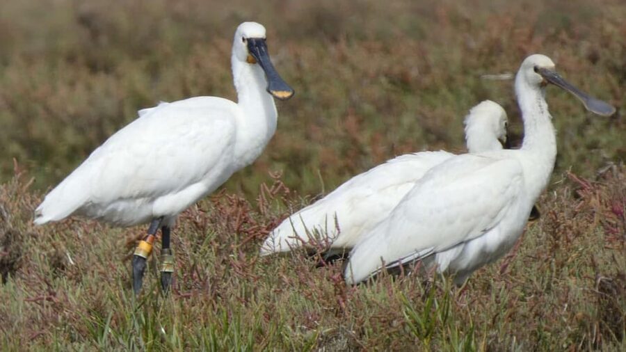 Faro: Ria Formosa Eco Birdwatching Boat Tour - The best times to go, and how to match your expectations