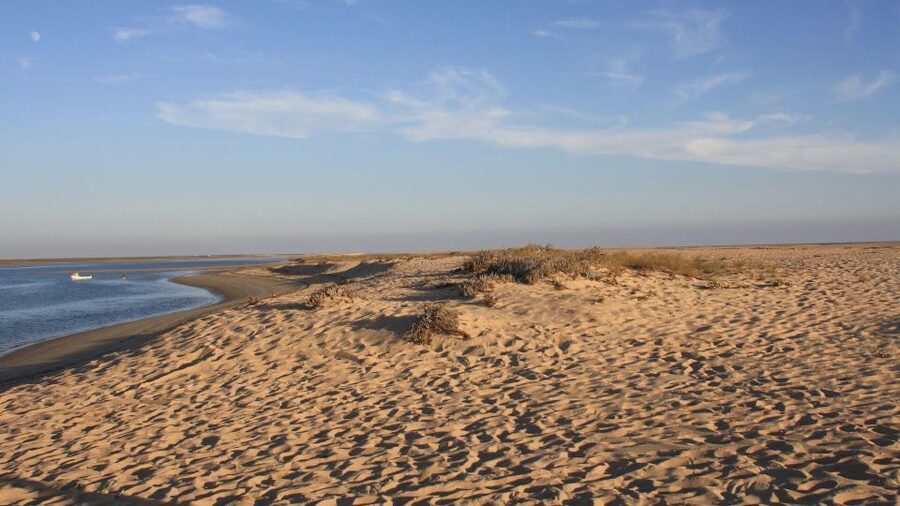 Faro: Ria Formosa Eco Birdwatching Boat Tour - Ria Formosa by solar boat, quiet enough to notice the details