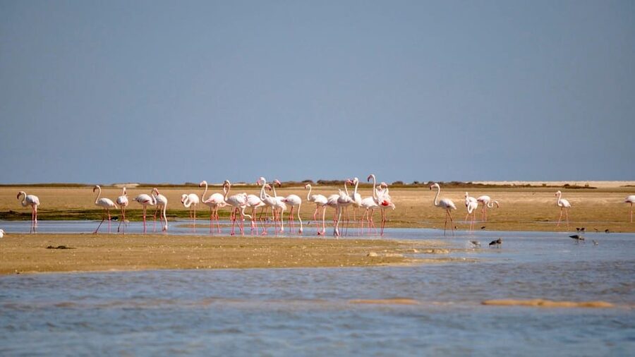 Faro: Ria Formosa Eco Birdwatching Boat Tour - Two hours of birdwatching, what you’re really doing out there