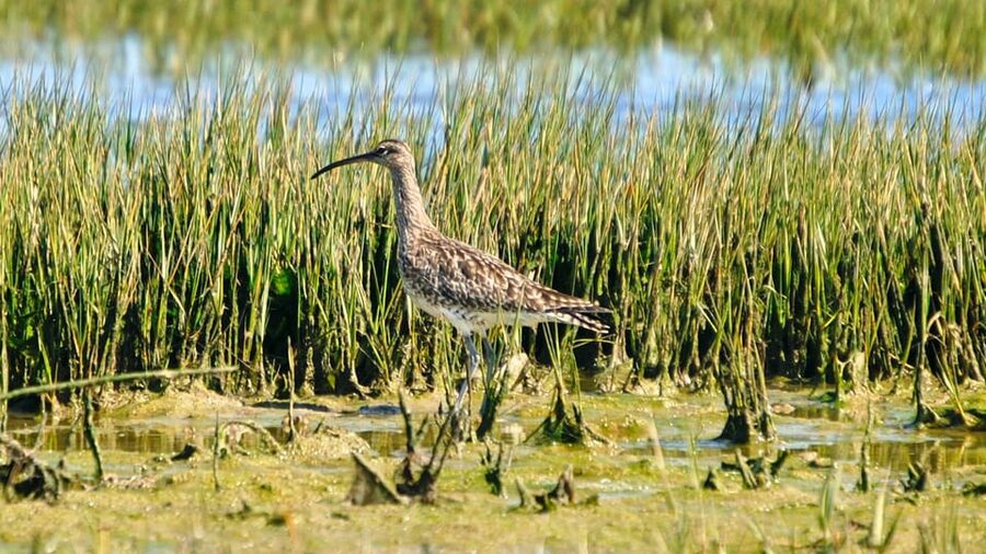 Faro: Ria Formosa Eco Birdwatching Boat Tour - Spotting herons, spoonbills, and the rest, without turning it into a stress test