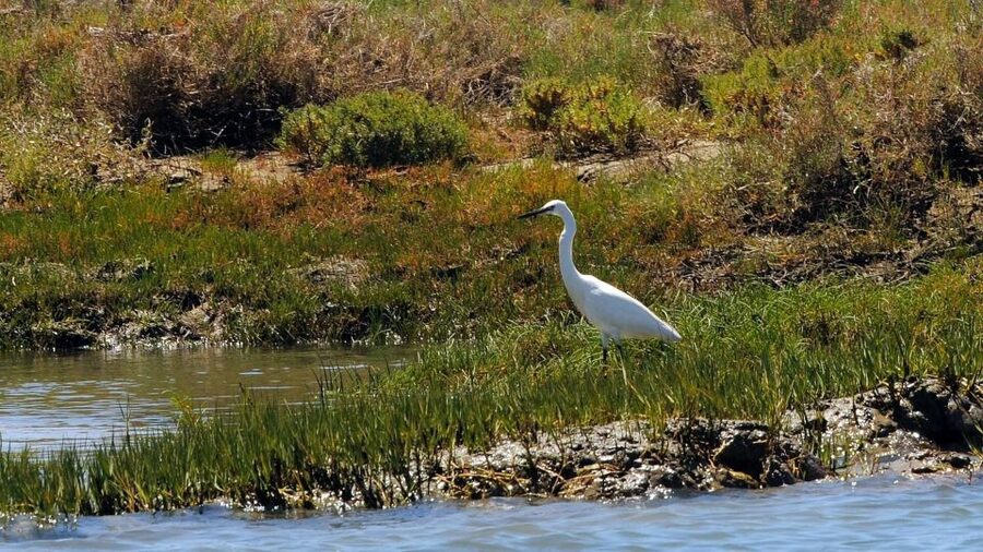 Faro: Ria Formosa Eco Birdwatching Boat Tour - Seasonal reality check: April and May can shift to a calmer walk