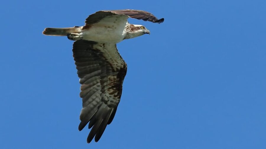 Faro: Ria Formosa Eco Birdwatching Boat Tour - What to bring so the 2 hours feel comfortable, not rushed